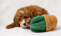 Rosie , a female Cockapoo for sale in Terrell, TX – 2 of 7