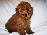 Redford , a male Cockapoo for sale in Terrell, TX – 3 of 3
