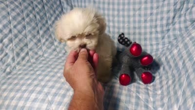 Maddie , a male Shihpoo for sale in Terrell, TX – 6 of 6