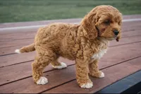 Ginger , a female Cockapoo for sale in Terrell, TX – Photo 4 of 5