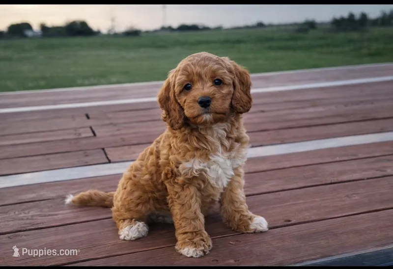 Ginger  – Cockapoo puppy for sale in Terrell, TX