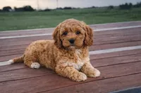 Ginger , a female Cockapoo for sale in Terrell, TX – Photo 5 of 5