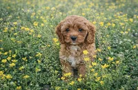Ginger , a female Cockapoo for sale in Terrell, TX – Photo 2 of 5