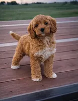 Ginger , a female Cockapoo for sale in Terrell, TX – Photo 3 of 5