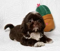 Drake , a male Shih Tzu for sale in Terrell, TX – 4 of 9