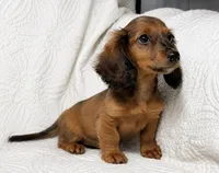 Lexie, a female Miniature Dachshund for sale in Terrell, TX – 6 of 7