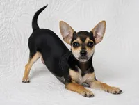 Telly , a male Chihuahua for sale in Terrell, TX – 2 of 6