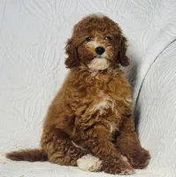 Cindy , a female Cockapoo for sale in Terrell, TX – 5 of 9
