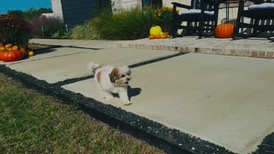 Cupcake , a female Shihpoo for sale in Terrell, TX – 9 of 9