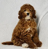 Cindy , a female Cockapoo for sale in Terrell, TX – 4 of 9