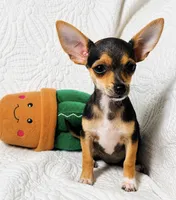 Pixie, a female Chihuahua for sale in Terrell, TX – 4 of 9