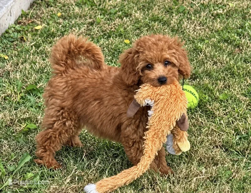 Tara – Miniature Goldendoodle puppy for sale in Terrell, TX