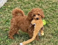 Tara, a female Miniature Goldendoodle for sale in Terrell, TX – 1 of 10