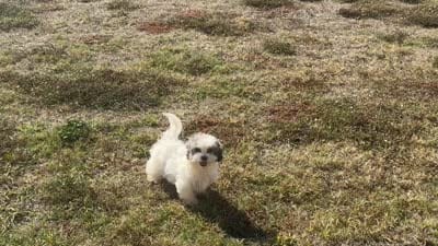 Tiffany,, a female Shihpoo for sale in Terrell, TX – 8 of 8