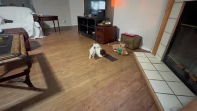 Tipper, a male Chihuahua for sale in Terrell, TX – 6 of 6