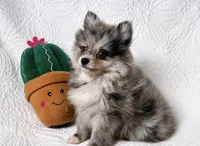 Cody , a male Pomeranian for sale in Terrell, TX – 2 of 8