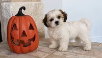 Tate , a male Shihpoo for sale in Terrell, TX – 2 of 10