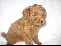 Emmy , a female Cockapoo for sale in Terrell, TX – 2 of 4