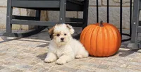 Abby , a female Shihpoo for sale in Terrell, TX – 6 of 10