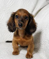 Lexie, a female Miniature Dachshund for sale in Terrell, TX – 3 of 7