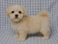 Maddie , a male Shihpoo for sale in Terrell, TX – 5 of 6
