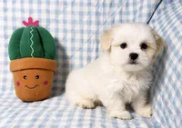 Tyson , a male Shihpoo for sale in Terrell, TX – 7 of 8