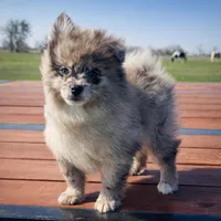 Theo , a male Pomeranian for sale in Terrell, TX – Photo 4 of 6