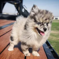 Theo , a male Pomeranian for sale in Terrell, TX – Photo 5 of 6