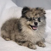 Theo , a male Pomeranian for sale in Terrell, TX – Photo 2 of 6