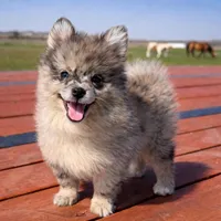 Theo , a male Pomeranian for sale in Terrell, TX – Photo 1 of 6