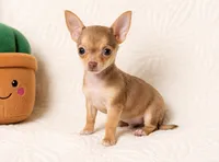 Timmy , a male Chihuahua for sale in Terrell, TX – 4 of 8