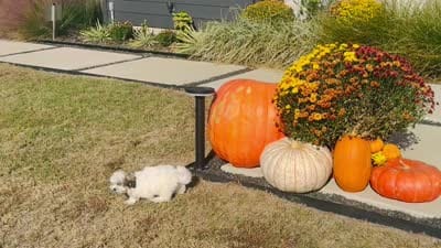 Tiffany,, a female Shihpoo for sale in Terrell, TX – 7 of 8