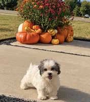 Tiffany,, a female Shihpoo for sale in Terrell, TX – 2 of 8