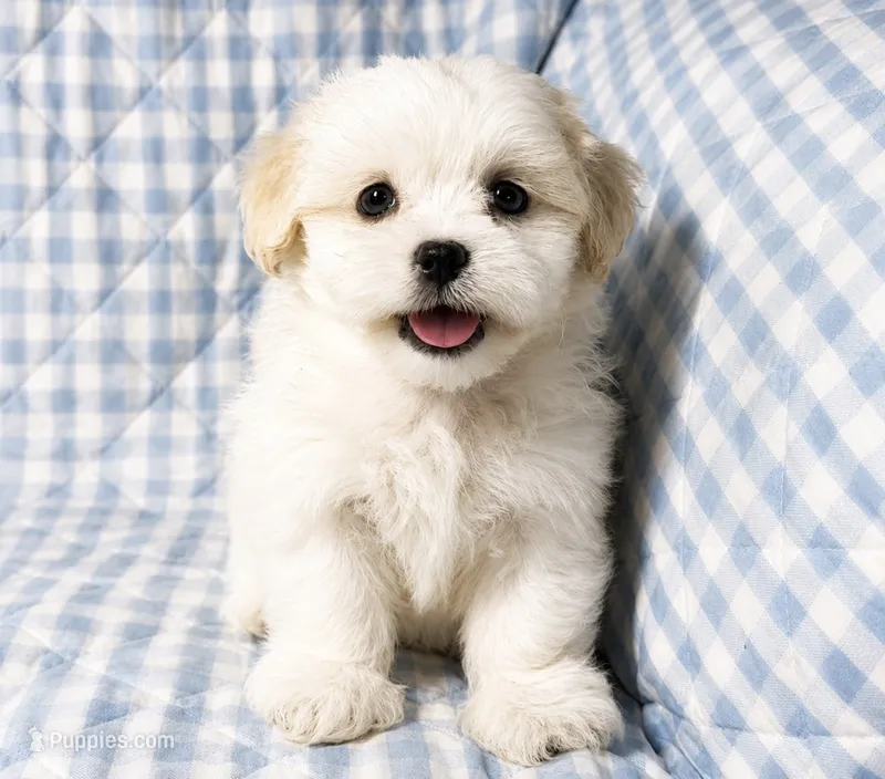Tyson  – Shihpoo puppy for sale in Terrell, TX