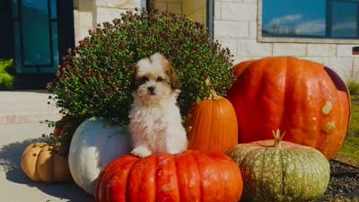 Cupcake , a female Shihpoo for sale in Terrell, TX – 8 of 9