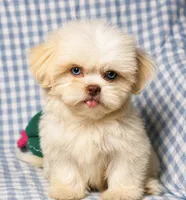 Connor , a male Shih Tzu for sale in Terrell, TX – 7 of 10