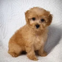 Bradley , a male Maltipoo for sale in Terrell, TX – Photo 5 of 10