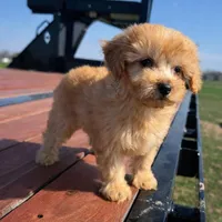 Bradley , a male Maltipoo for sale in Terrell, TX – Photo 6 of 10