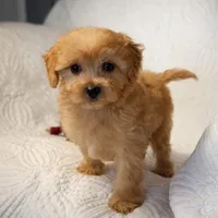 Bradley , a male Maltipoo for sale in Terrell, TX – Photo 8 of 10