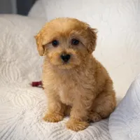 Bradley , a male Maltipoo for sale in Terrell, TX – Photo 7 of 10