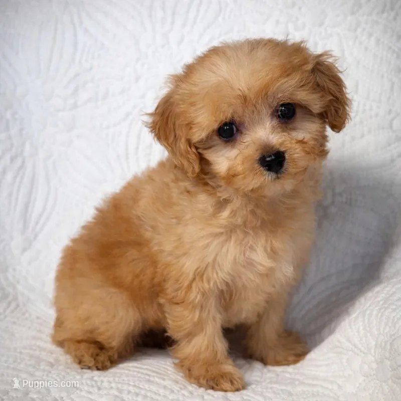 Bradley , a male Maltipoo for sale in Terrell, TX – Photo 1 of 10