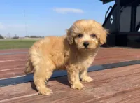 Bradley , a male Maltipoo for sale in Terrell, TX – Photo 3 of 10