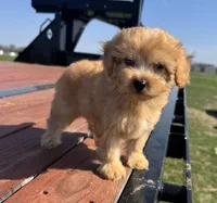 Bradley , a male Maltipoo for sale in Terrell, TX – Photo 10 of 10