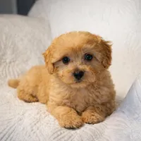 Bradley , a male Maltipoo for sale in Terrell, TX – Photo 9 of 10