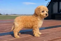 Bradley , a male Maltipoo for sale in Terrell, TX – Photo 4 of 10