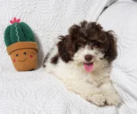 Jack, a male Cockapoo for sale in Terrell, TX – 3 of 8