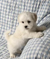 Tyson , a male Shihpoo for sale in Terrell, TX – 2 of 8