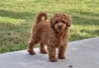 Tara, a female Miniature Goldendoodle for sale in Terrell, TX – 6 of 10