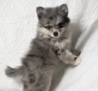 Cody , a male Pomeranian for sale in Terrell, TX – 6 of 8