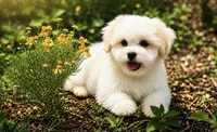 Charlie , a male Maltipoo for sale in Terrell, TX – 6 of 7